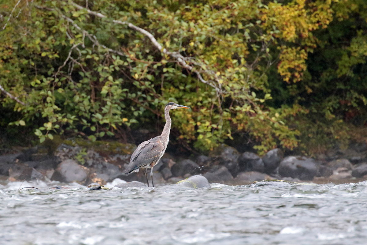 Great Grey Heron